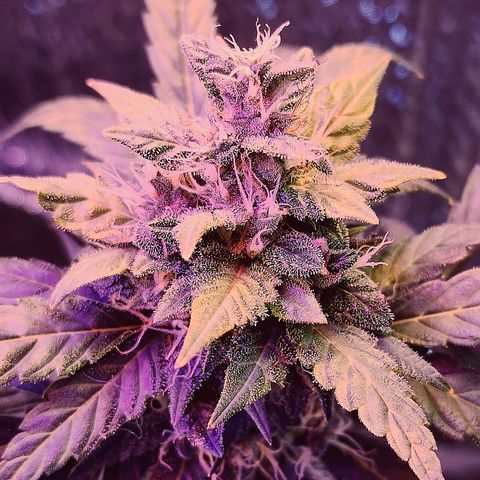 Purple Hulk autoflower  growlog timeline photo