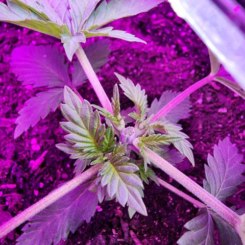 Laverne  growlog timeline photo