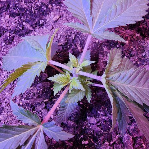 Shirley growlog timeline photo