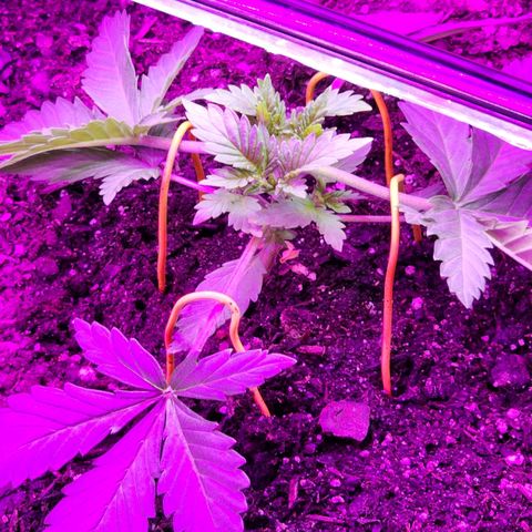 Laverne  growlog timeline photo