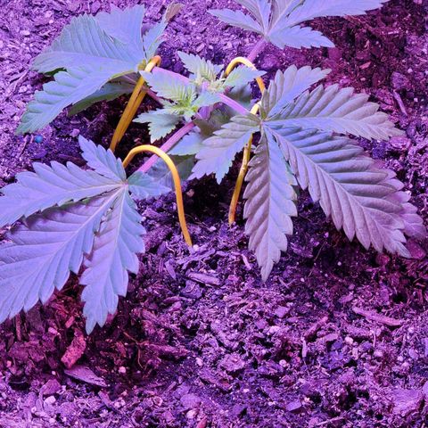 Shirley growlog timeline photo