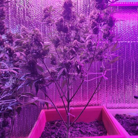Sour Diesel Auto growlog timeline photo