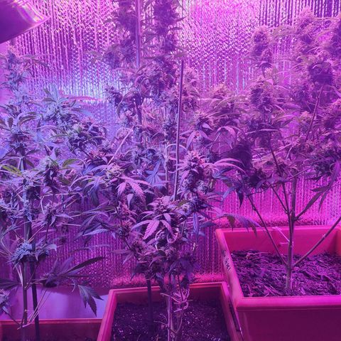 Purple Hulk autoflower  growlog timeline photo