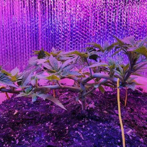 Laverne  growlog timeline photo