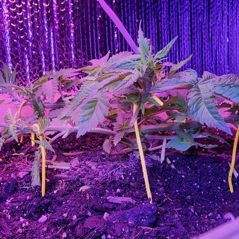 Shirley growlog timeline photo