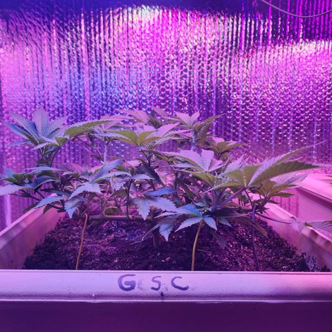 Laverne  growlog timeline photo
