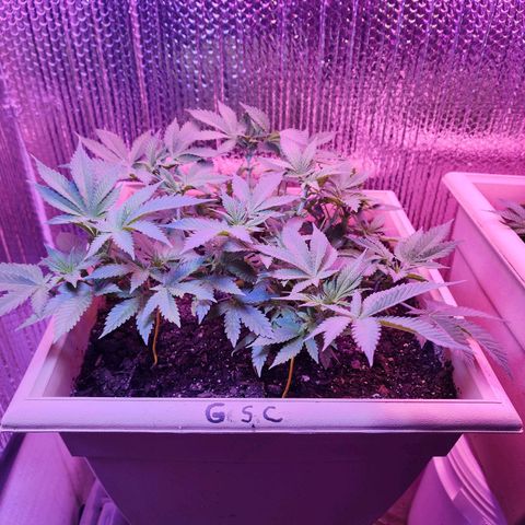 Laverne  growlog timeline photo