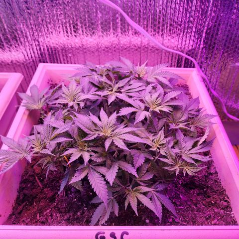 Shirley growlog timeline photo