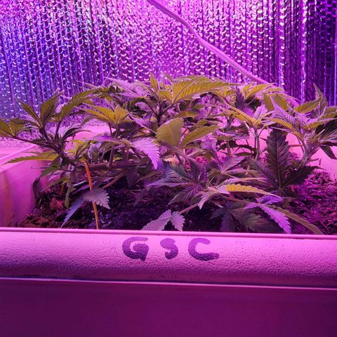Shirley growlog timeline photo