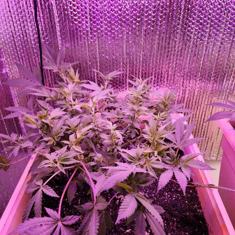 Laverne  growlog timeline photo
