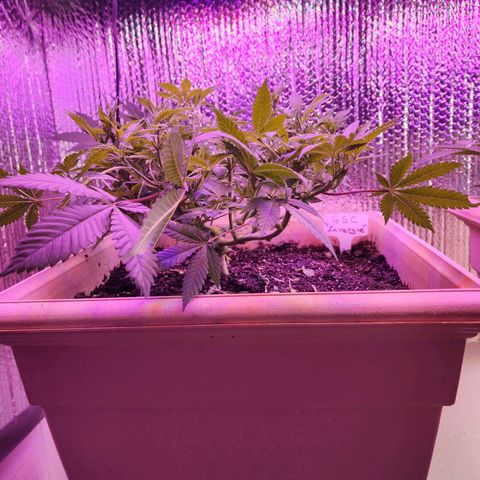 Laverne  growlog timeline photo