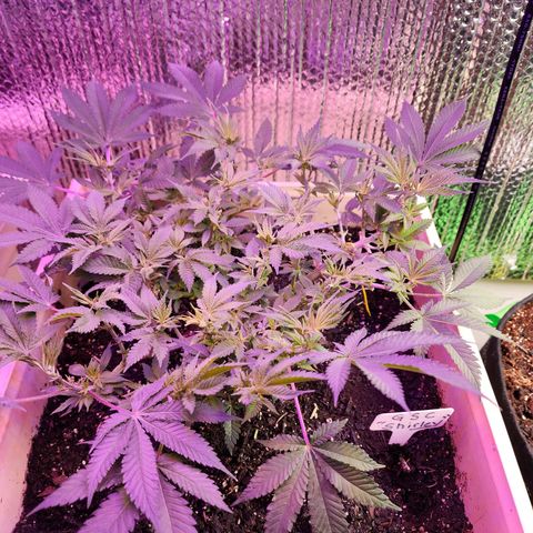 Shirley growlog timeline photo