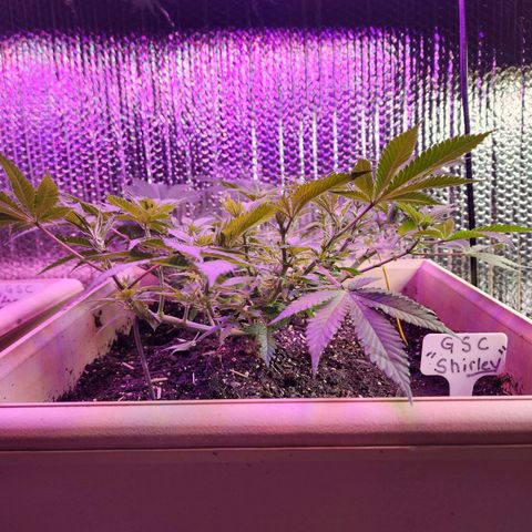 Shirley growlog timeline photo