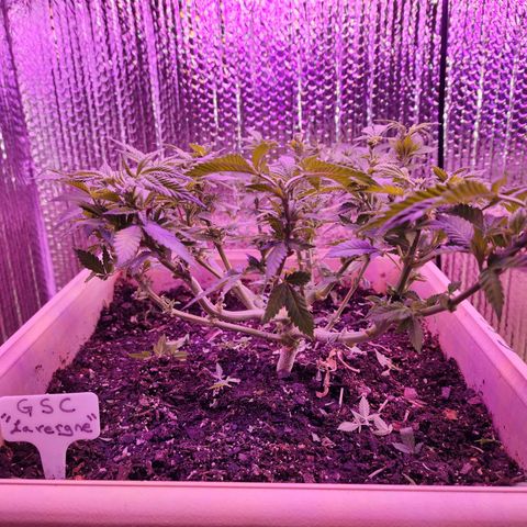 Laverne  growlog timeline photo