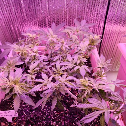 Laverne  growlog timeline photo