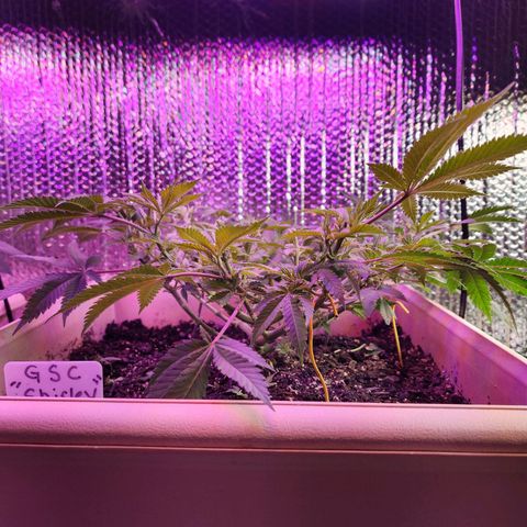 Shirley growlog timeline photo