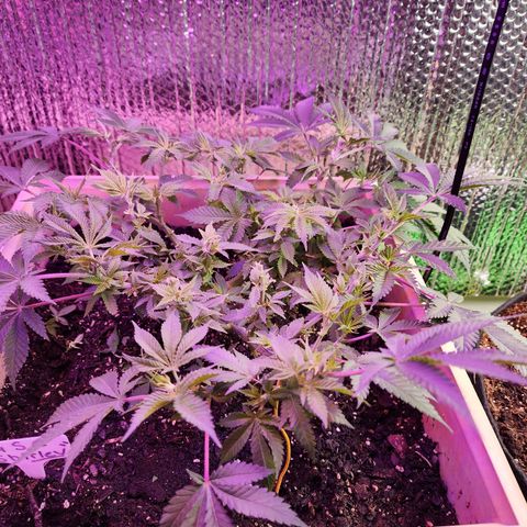 Shirley growlog timeline photo