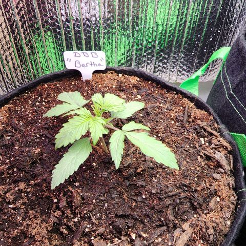 Bertha growlog timeline photo