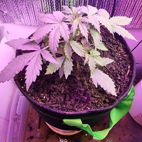 Bertha growlog timeline photo