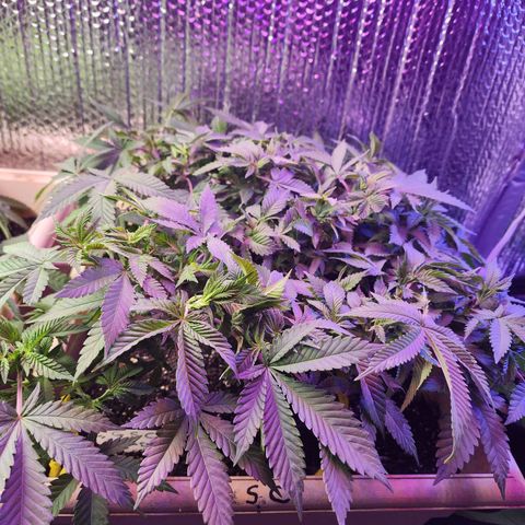 Laverne  growlog timeline photo