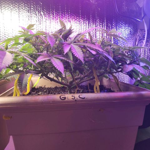 Laverne  growlog timeline photo
