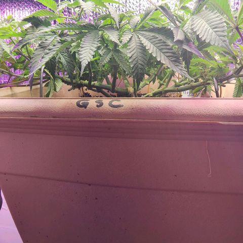 Shirley growlog timeline photo