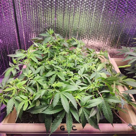 Shirley growlog timeline photo