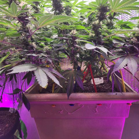 Laverne  growlog timeline photo