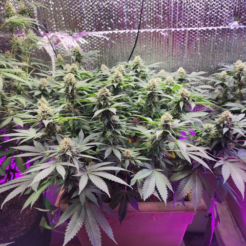 Laverne  growlog timeline photo