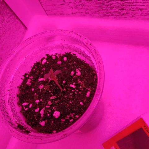 WW growlog timeline photo