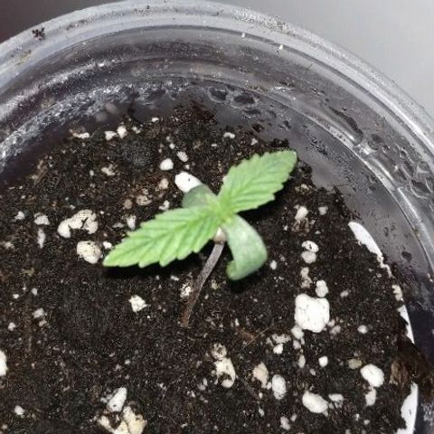 WW growlog photo: Янтарной кислоты немного