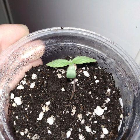WW growlog timeline photo