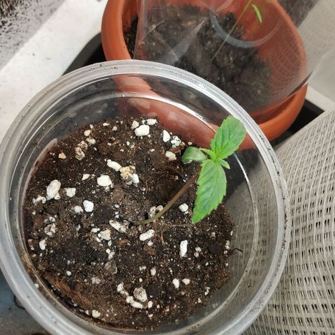 WW growlog timeline photo