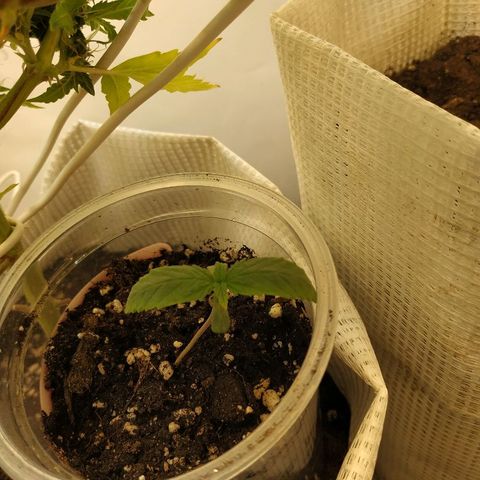 WW growlog timeline photo