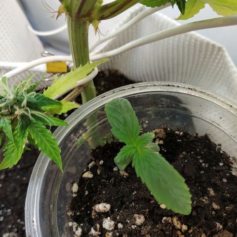 WW growlog timeline photo