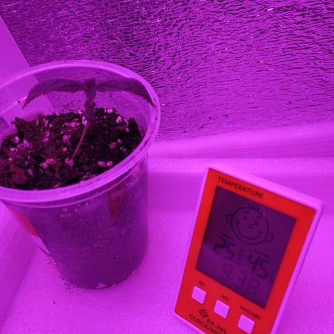 WW growlog timeline photo