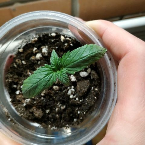 WW growlog timeline photo
