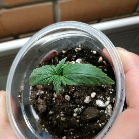 WW growlog timeline photo