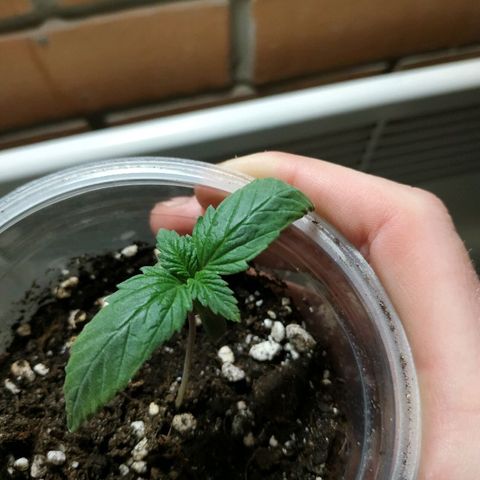 WW growlog timeline photo
