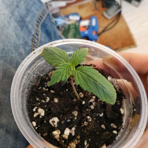 WW growlog timeline photo