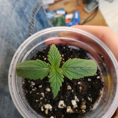 WW growlog timeline photo