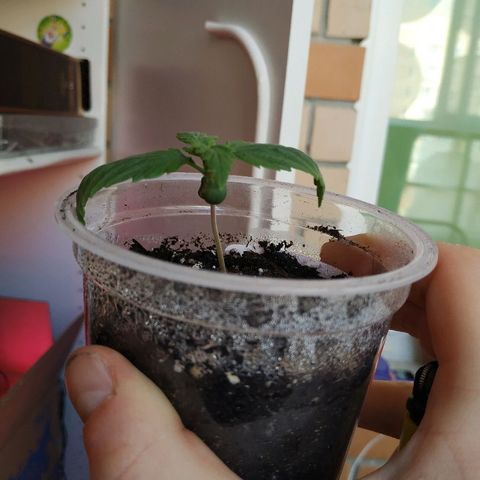 WW growlog timeline photo