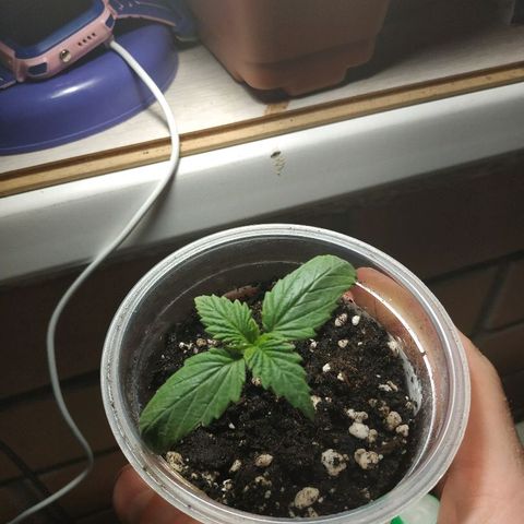 WW growlog timeline photo
