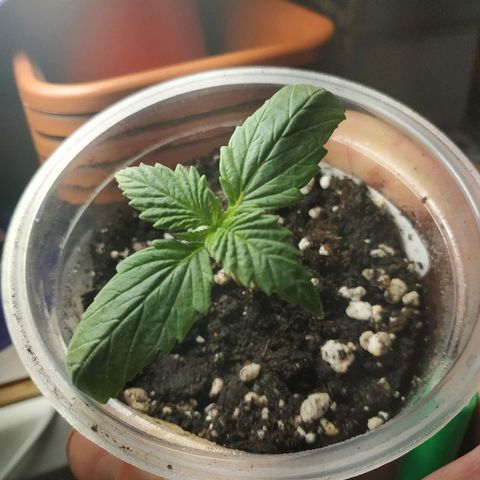 WW growlog timeline photo