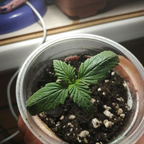 WW growlog timeline photo