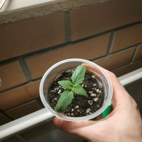 WW growlog timeline photo