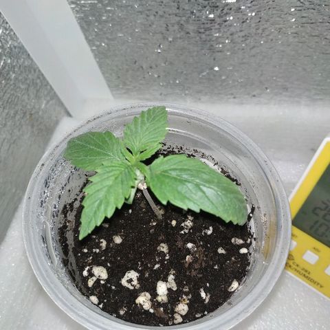 WW growlog timeline photo