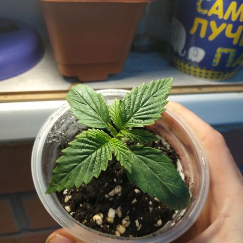 WW growlog timeline photo