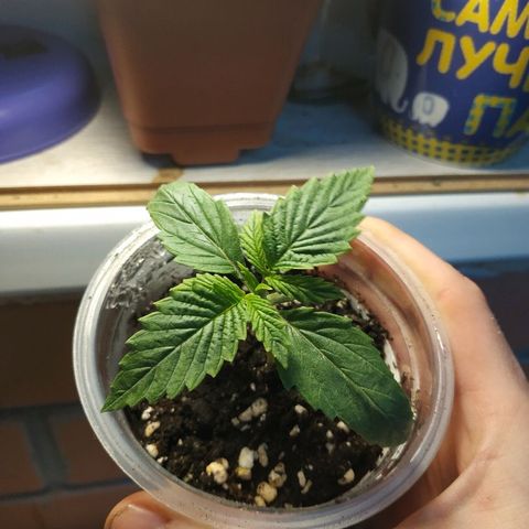 WW growlog timeline photo