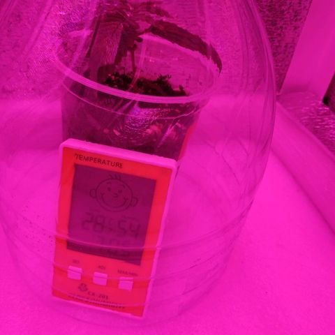 WW growlog timeline photo